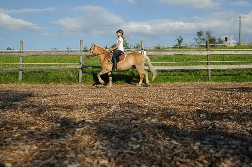 Teenager reitet einen Haflinger in der Mange von Reiterhof Theresia Burger in Waltenhofen-Herzmans im Oberallgäu